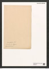 Rhaphoneis lanceolata Ehr. (de-Toni-Nr.: Genus 78, Species 2854) Zeichnungen Sammlung Grunow (NHMW-BOT-W0374218)